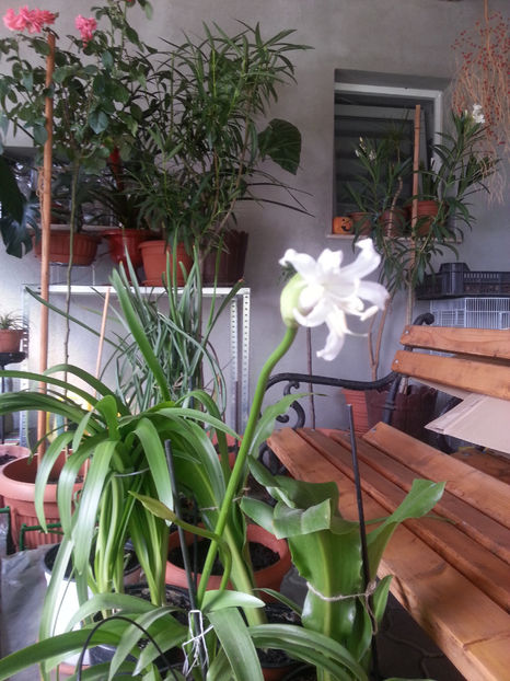 nerine bowdenii alba - Gradina si terasa PrimaLuce_2-Amintiri