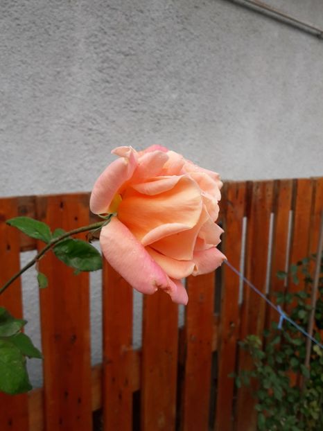  - trandafiri