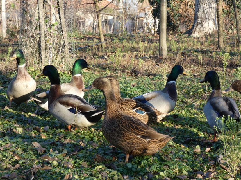 P1040339 - Rate salbatice