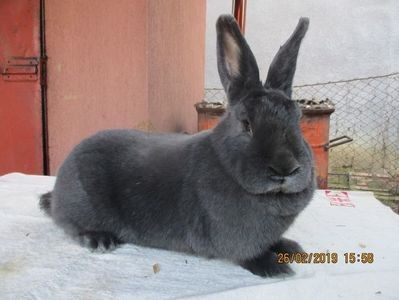 Femela din 17.04.2018 !!! pp - X ARHIVA IEPURI CE AM AVUT