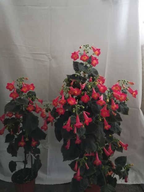  - A-Flori 2019