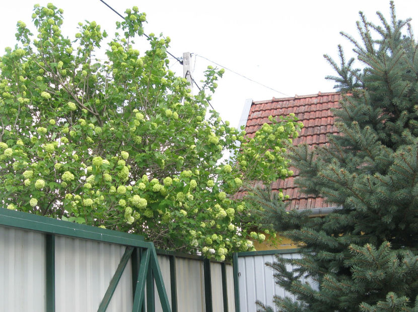 viburnum opulus(calin) - Gradina si terasa PrimaLuce_4-paradisul meu