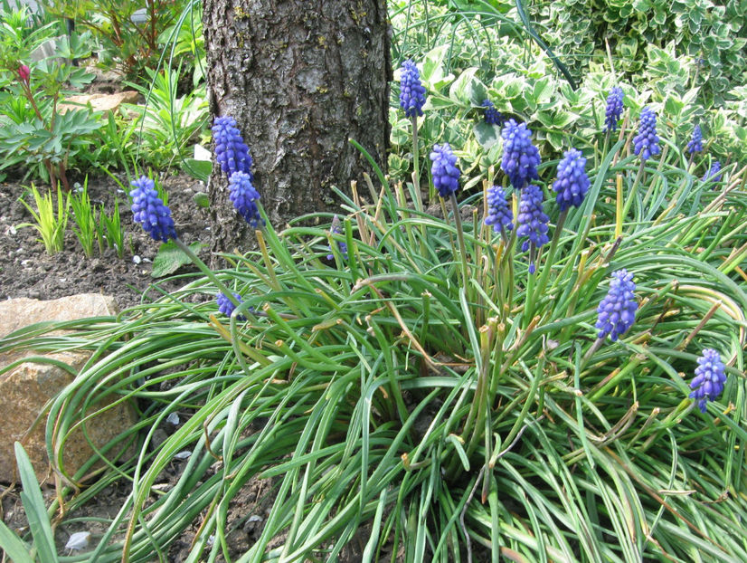 muscari armeniacum - Gradina si terasa PrimaLuce_4-paradisul meu