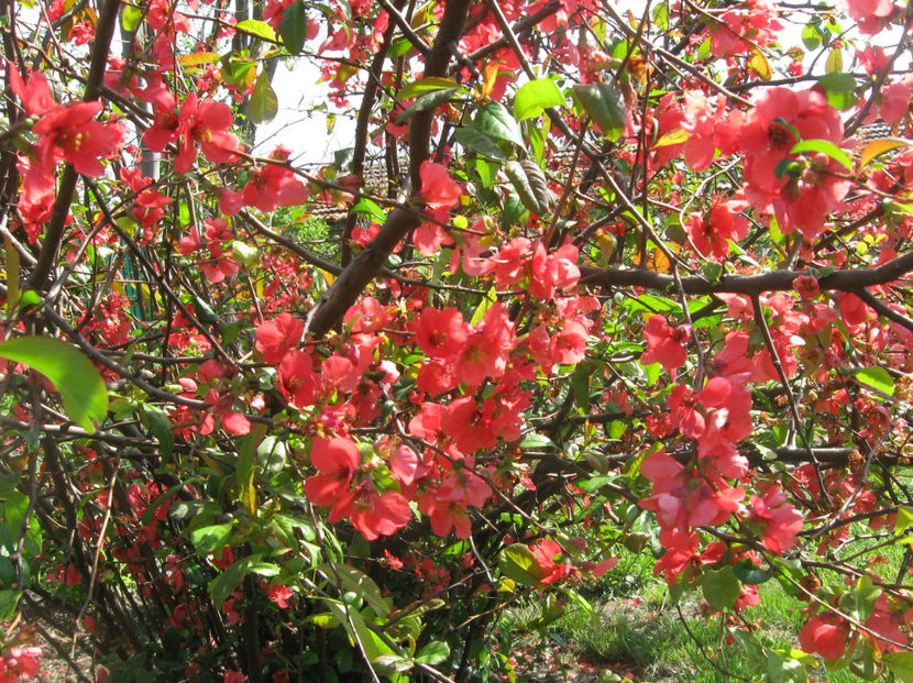 chaenomeles japonica(gutui japonez) - Gradina si terasa PrimaLuce_4-paradisul meu