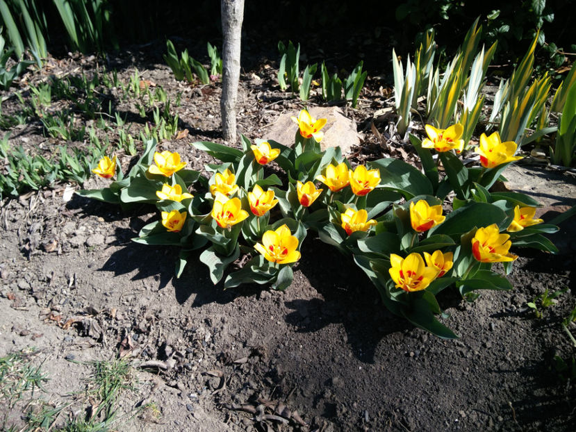 tulipa stresa - Gradina si terasa PrimaLuce_4-paradisul meu