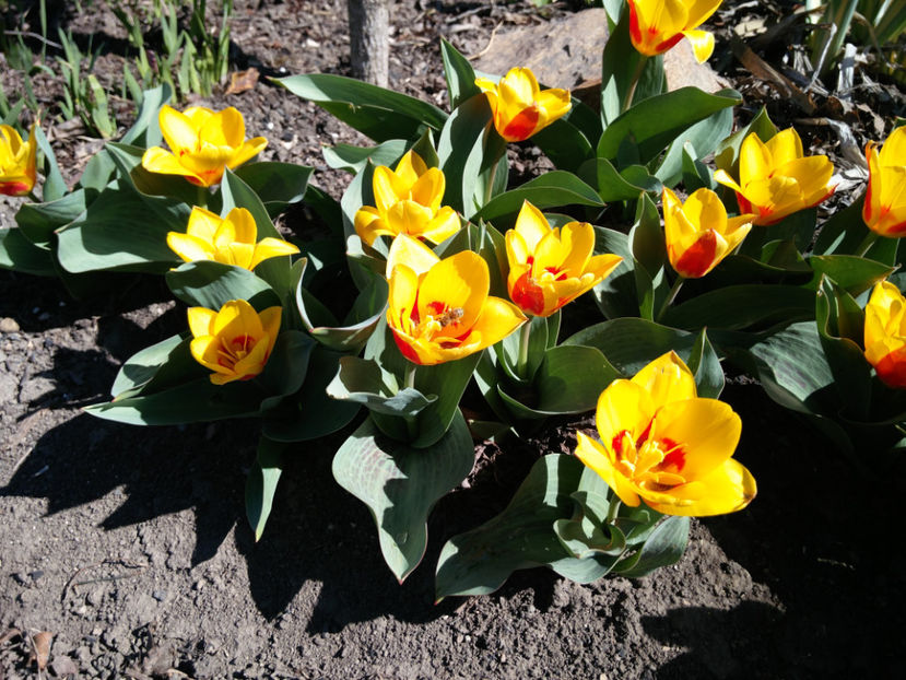 tulipa stresa - Gradina si terasa PrimaLuce_4-paradisul meu