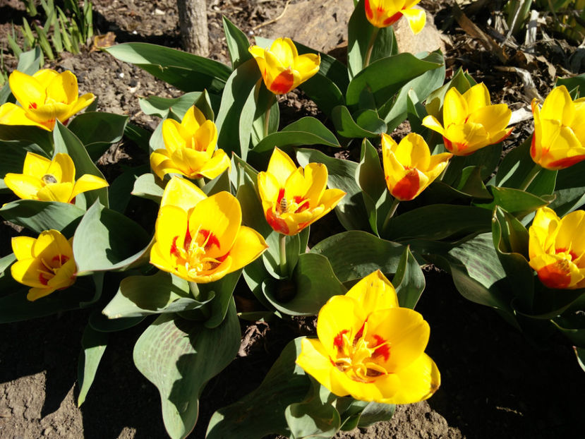 tulipa stresa - Gradina si terasa PrimaLuce_4-paradisul meu