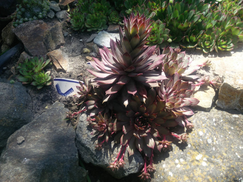 sempervivum mix - Gradina si terasa PrimaLuce_4-paradisul meu