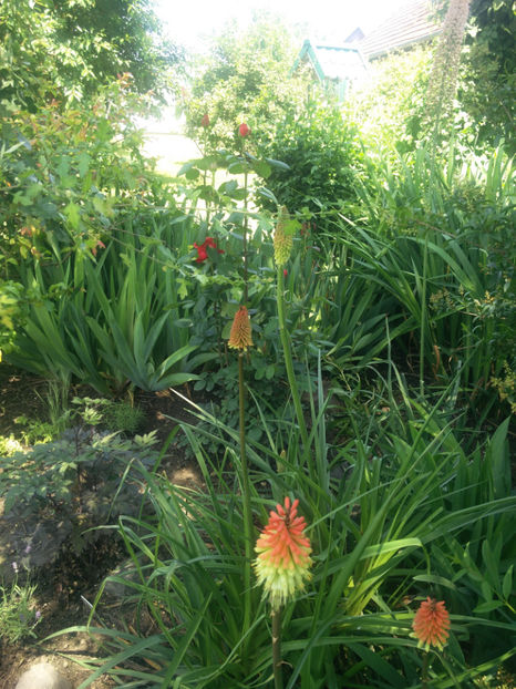 kniphofia uvaria - Gradina si terasa PrimaLuce_4-paradisul meu