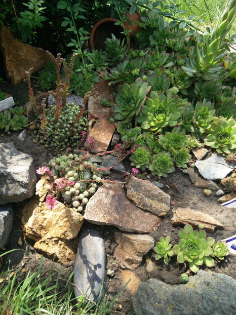 sempervivum mix - Gradina si terasa PrimaLuce_4-paradisul meu