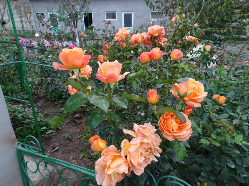 21 noiembrie - Cherry Brandy