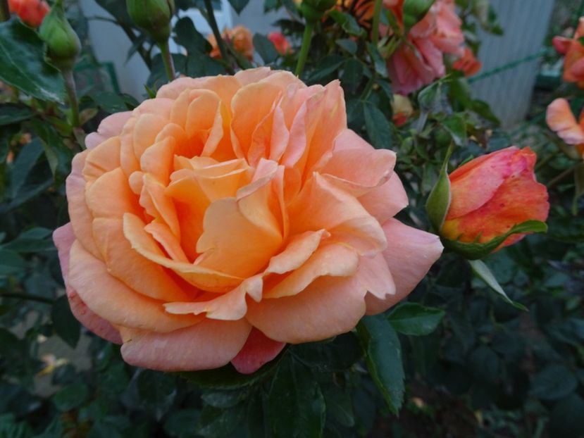 21 noiembrie - Cherry Brandy