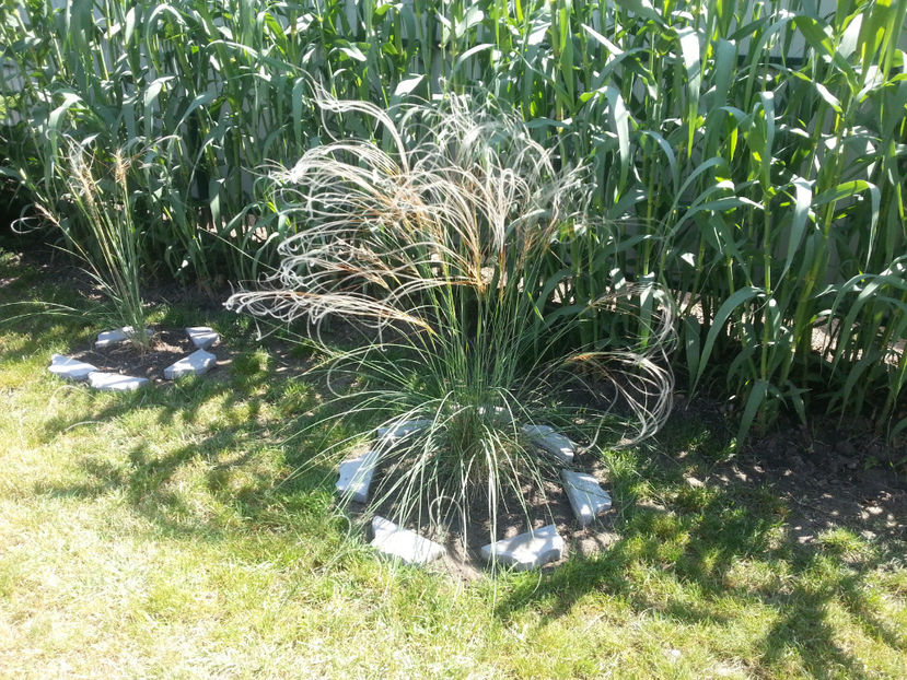 stipa tenuissima(colilie) - Gradina si terasa PrimaLuce_3-Amintiri si Nostalgie