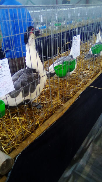  - Expo Judeteana Caransebes 2019