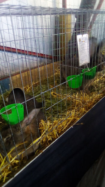  - Expo Judeteana Caransebes 2019