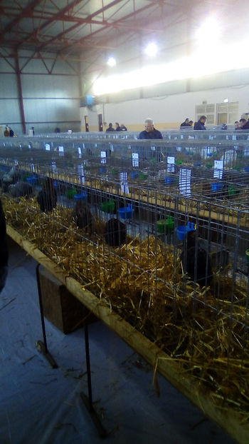  - Expo Judeteana Caransebes 2019