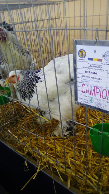  - Expo Judeteana Caransebes 2019