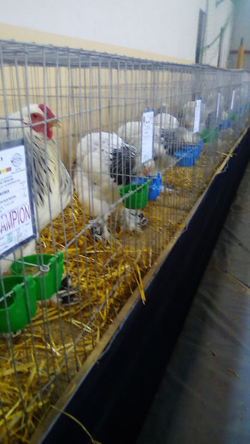  - Expo Judeteana Caransebes 2019