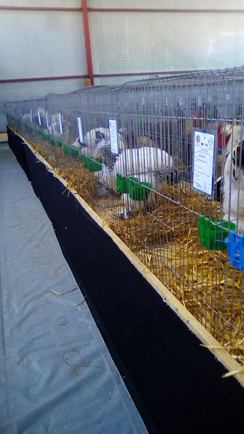  - Expo Judeteana Caransebes 2019