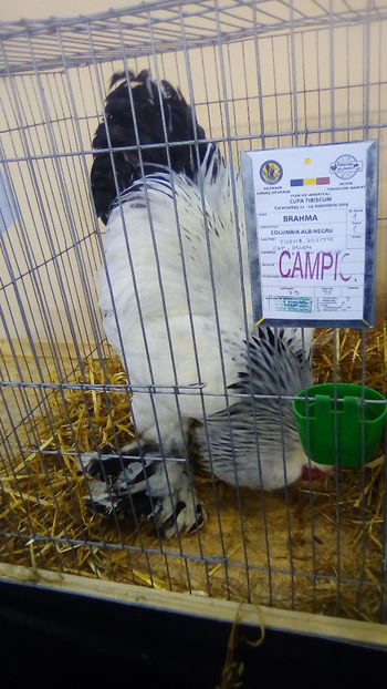  - Expo Judeteana Caransebes 2019