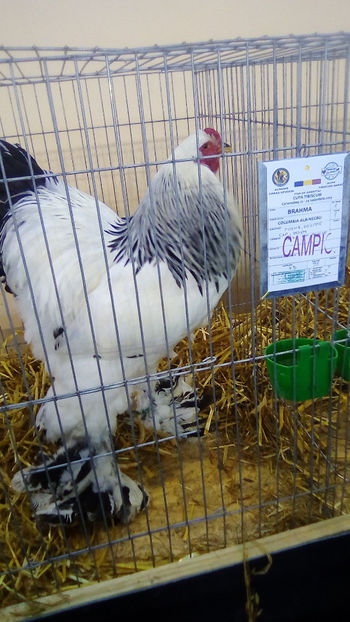  - Expo Judeteana Caransebes 2019