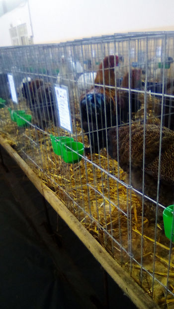  - Expo Judeteana Caransebes 2019