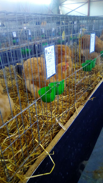  - Expo Judeteana Caransebes 2019