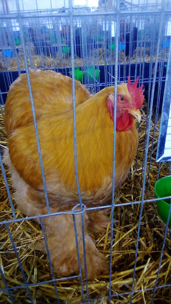  - Expo Judeteana Caransebes 2019