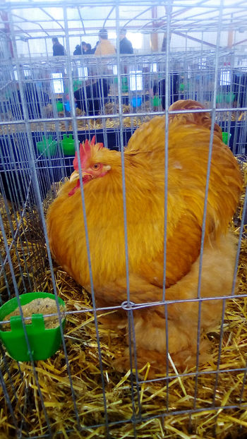  - Expo Judeteana Caransebes 2019