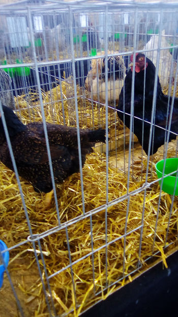  - Expo Judeteana Caransebes 2019