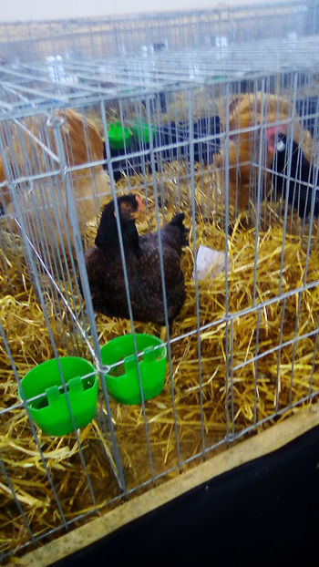  - Expo Judeteana Caransebes 2019