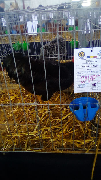  - Expo Judeteana Caransebes 2019