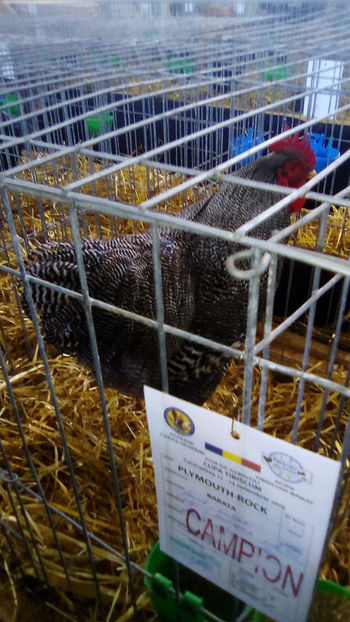  - Expo Judeteana Caransebes 2019