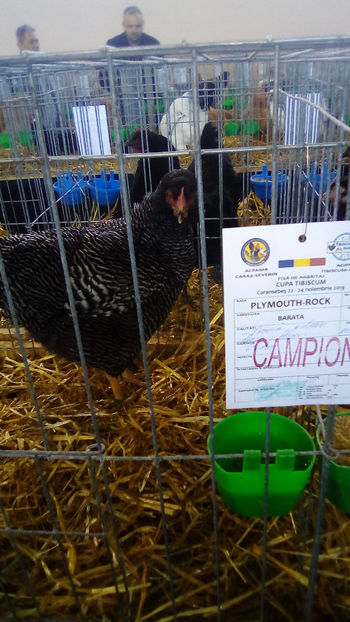  - Expo Judeteana Caransebes 2019