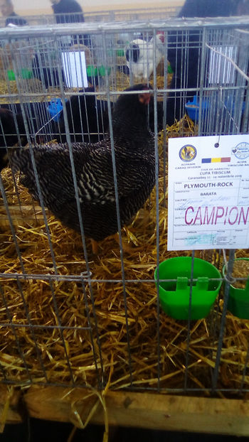  - Expo Judeteana Caransebes 2019