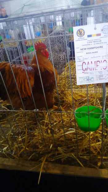  - Expo Judeteana Caransebes 2019