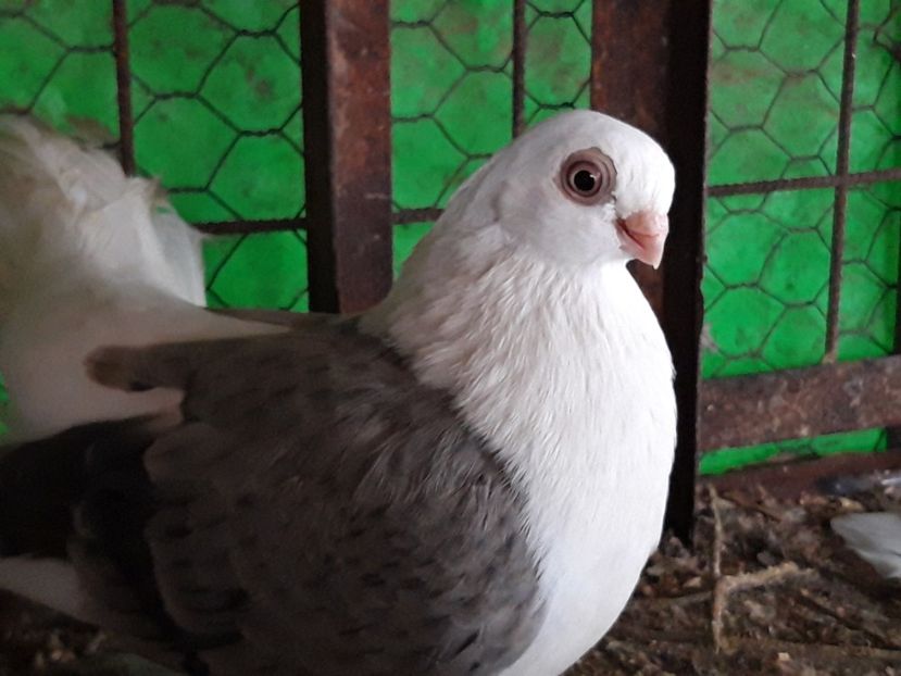 M 2019 - jucatori capaciti de buzau