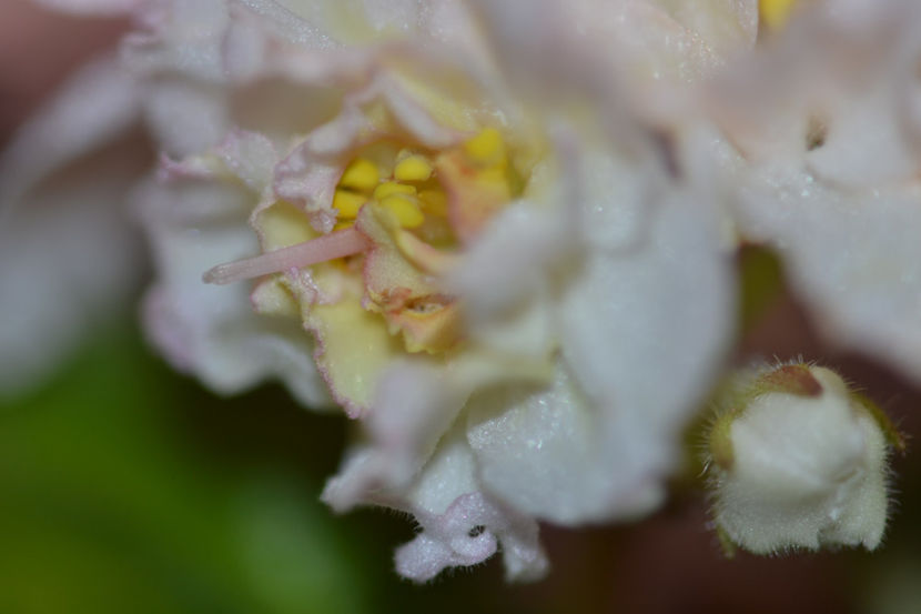  - Le Golden Foam