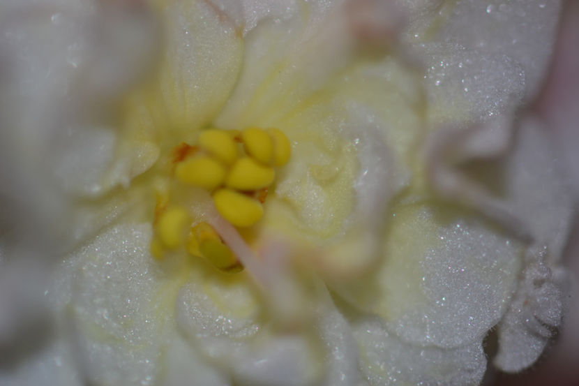  - Le Golden Foam