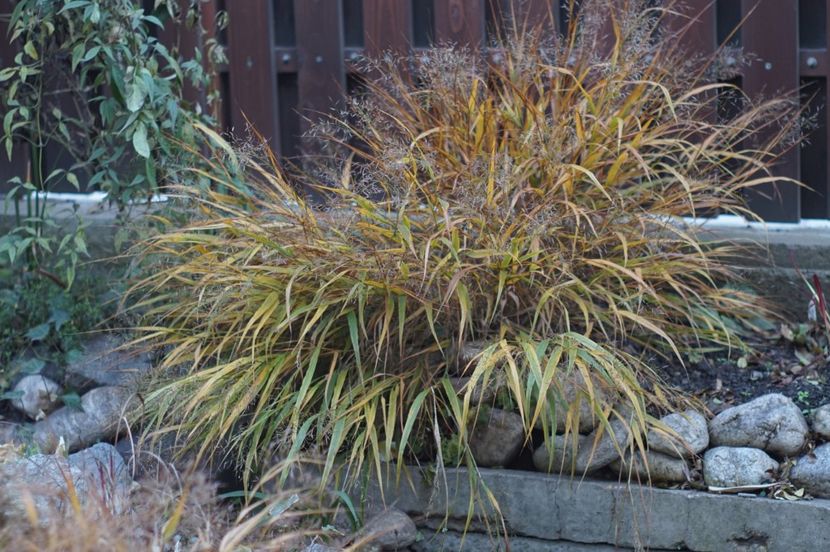  - Noiembrie 2019- noiembrie 2020