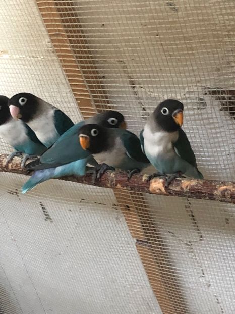 97C5F04A-FFF5-4D1A-B49E-C3AF144FC7AE - De vanzare