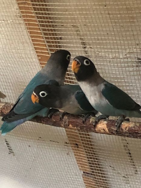 F633FD9B-728A-4752-9EE1-25C18D5C17C7 - De vanzare