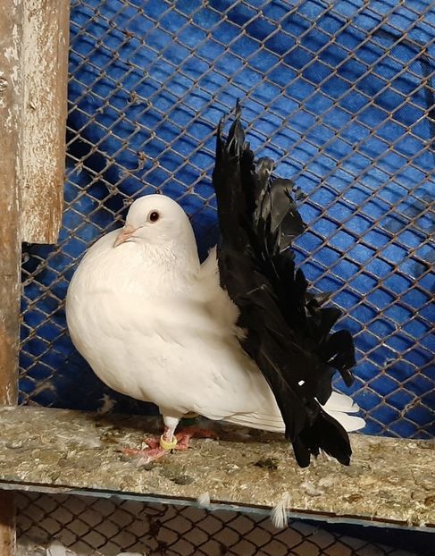  - Voltati coadă neagra și rosie