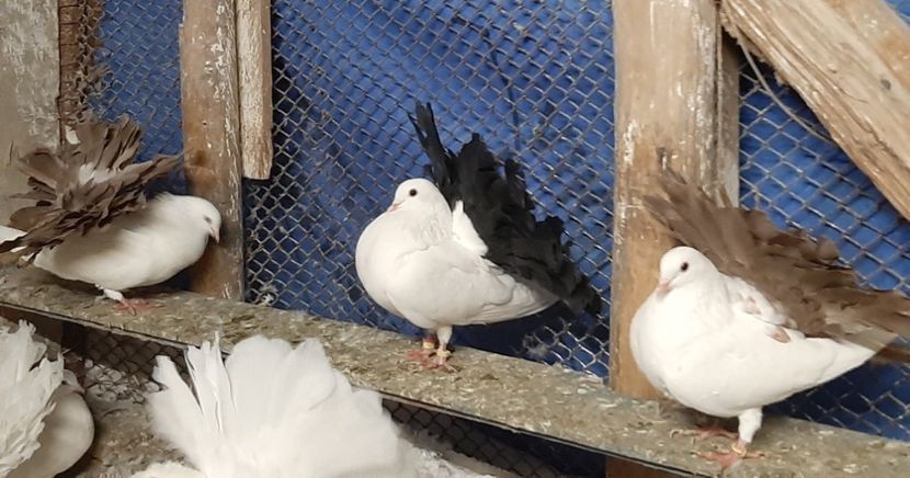  - Voltati coadă neagra și rosie