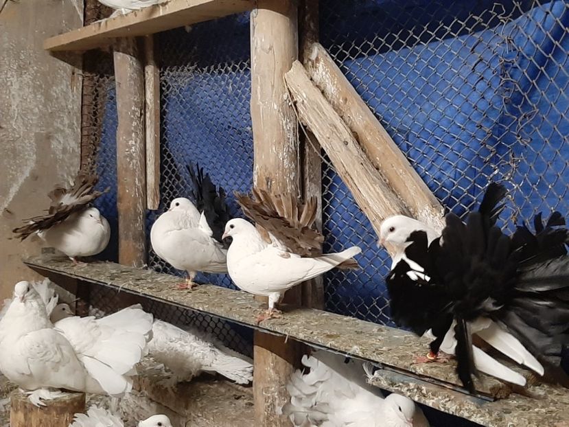 - Voltati coadă neagra și rosie