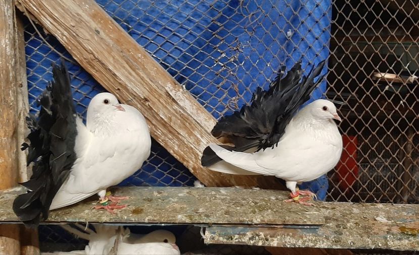  - Voltati coadă neagra și rosie