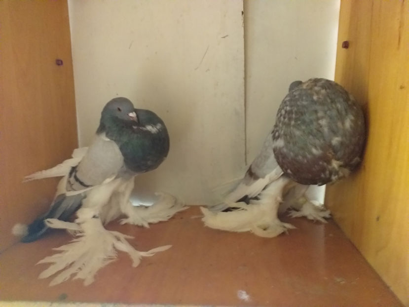  - Gusat de Pomerania