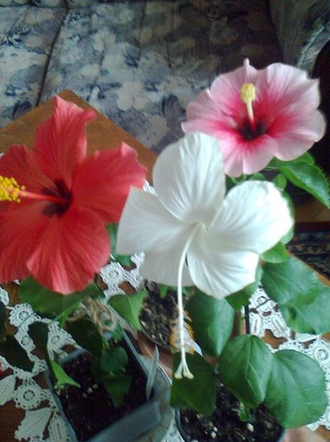 1502653_841430285877130_6211644454022742871_o - HIBISCUSI 1-2019