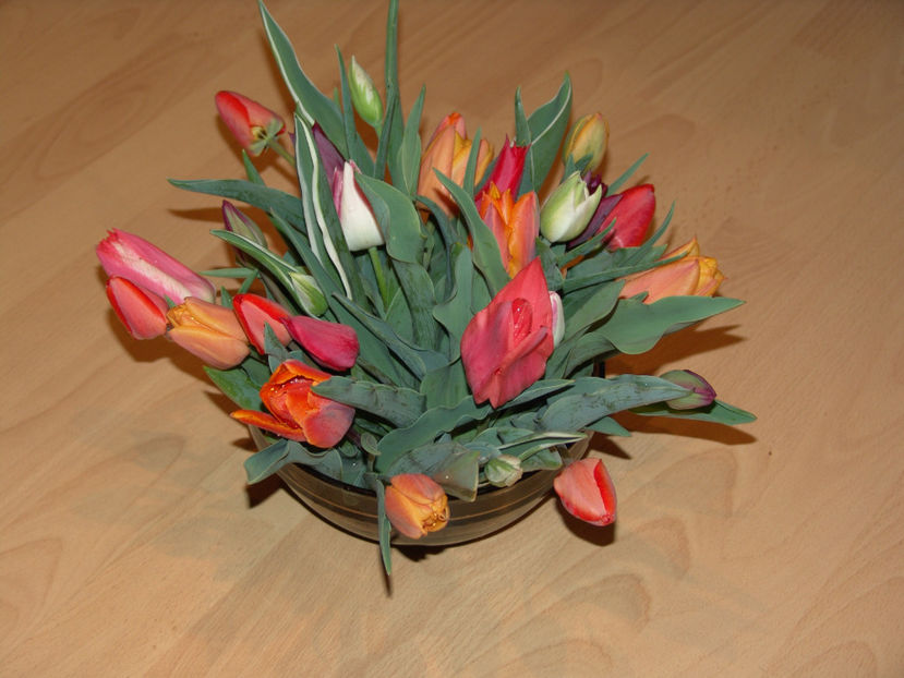 tulipa mix - Gradina si terasa PrimaLuce_5-Flori si buchete