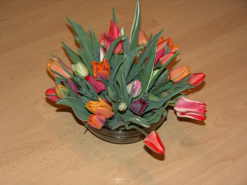 tulipa mix - Gradina si terasa PrimaLuce_5-Flori si buchete